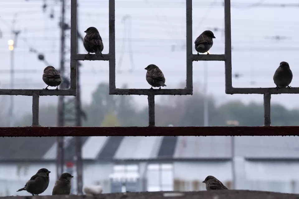 Group of sparrows sitting on decorative metal fence.